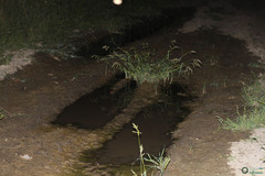 Branchipus schaefferi
