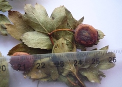 Crataegus macrocarpa