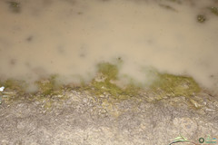 Branchipus schaefferi