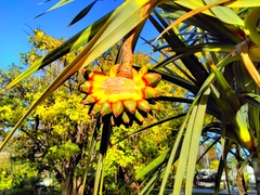 Pandanus utilis