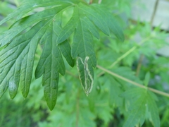 Liriomyza ptarmicae
