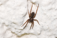 Pardosa