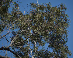Eucalyptus exserta