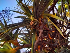 Pandanus utilis
