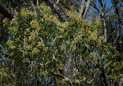 Acacia flavescens
