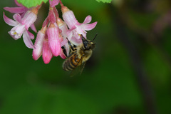 Apis mellifera