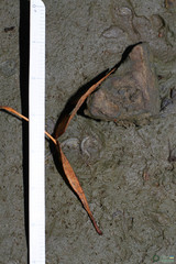Branchipus schaefferi
