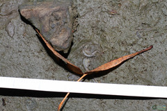 Branchipus schaefferi