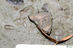 Branchipus schaefferi