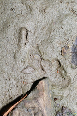 Branchipus schaefferi