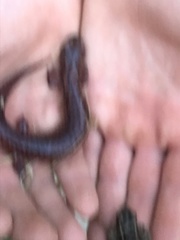 Lithobates palustris