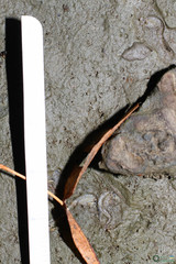 Branchipus schaefferi