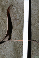 Branchipus schaefferi