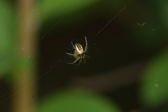 Mangora acalypha