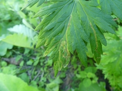 Liriomyza ptarmicae
