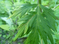 Liriomyza ptarmicae