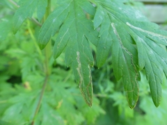 Liriomyza ptarmicae