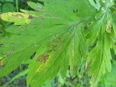 Liriomyza ptarmicae