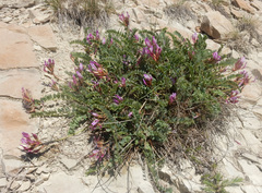 Astragalus brachycarpus