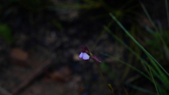 Disperis capensis