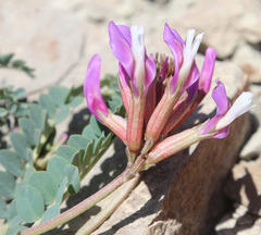 Astragalus brachycarpus