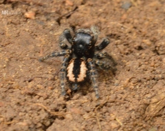 Philaeus chrysops
