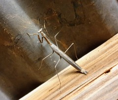 Coenomantis kraussiana