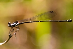 Nososticta impercepta