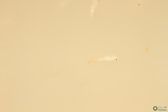 Branchipus schaefferi