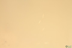 Branchipus schaefferi