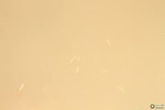 Branchipus schaefferi