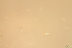 Branchipus schaefferi