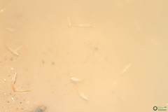 Branchipus schaefferi