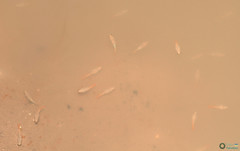 Branchipus schaefferi
