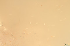 Branchipus schaefferi