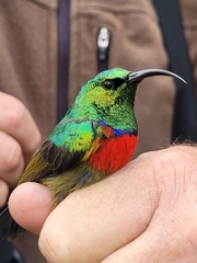 Cinnyris fuelleborni