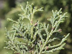 Juniperus polycarpos