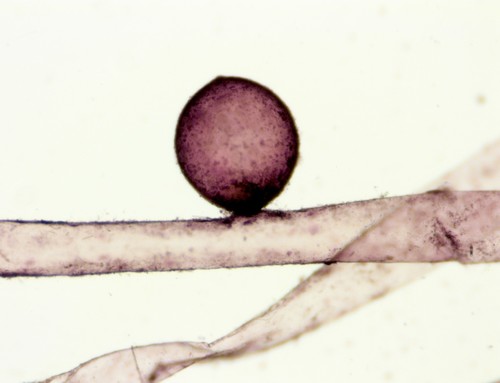 Vaucheria dichotoma observed 2019-07-25