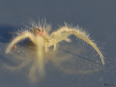 Araneae