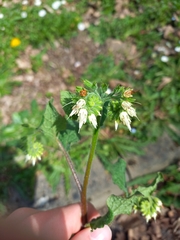 Symphytum bulbosum