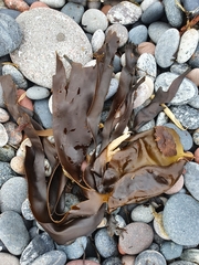 Laminaria digitata