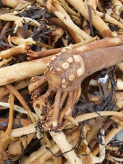 Laminaria digitata