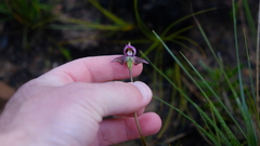 Disperis capensis