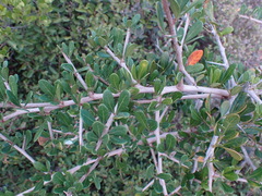 Searsia pterota