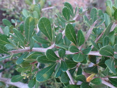 Searsia pterota