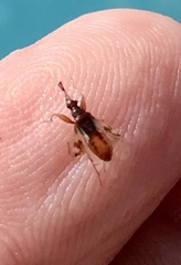 Pseudopamera nitidula