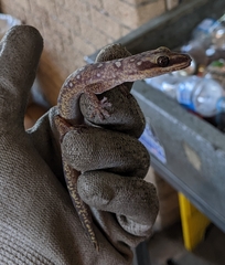 Diplodactylidae