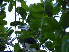 Anthracoceros albirostris
