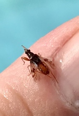 Pseudopamera nitidula