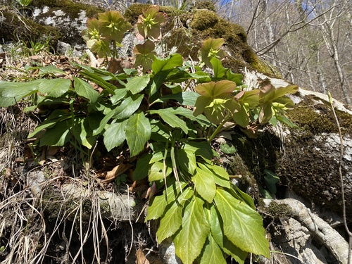 čemerica (Helleborus)